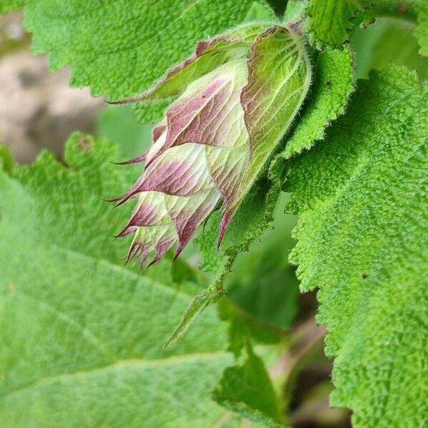 Salvia sclarea Flower