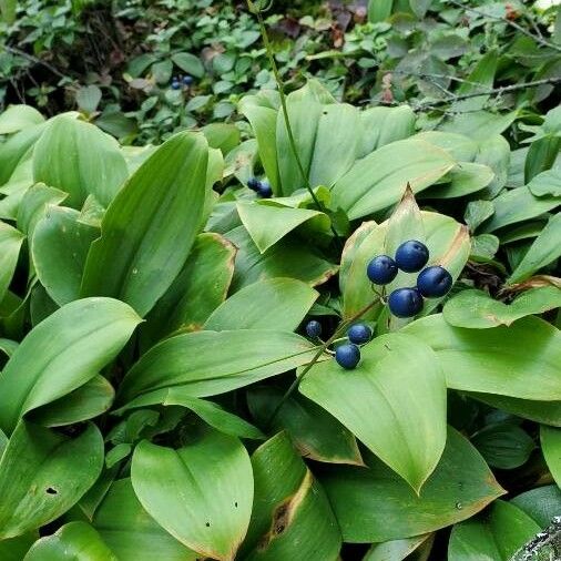 Clintonia borealis Blatt