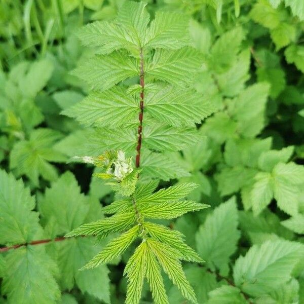 Filipendula ulmaria Blatt