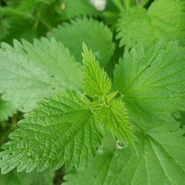 Urtica urens 葉