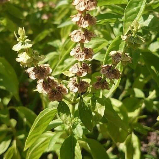 Ocimum basilicum Blatt