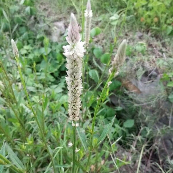 Celosia argentea Flor