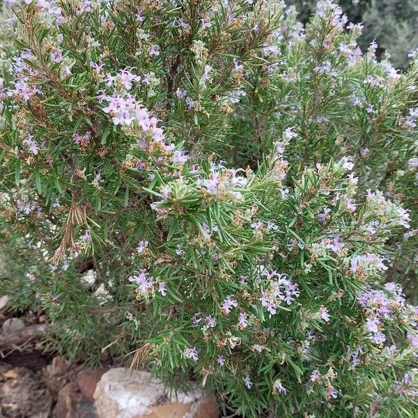 Salvia jordanii Habit