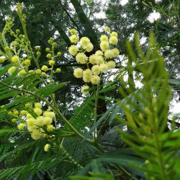 Acacia mearnsii Çiçek