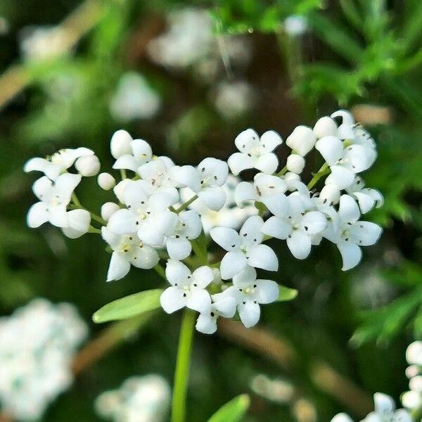 Galium palustre Λουλούδι