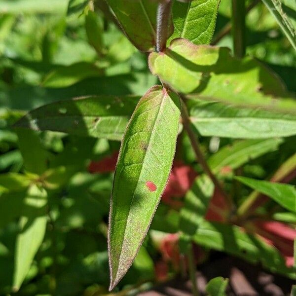 Lythrum salicaria Leaf