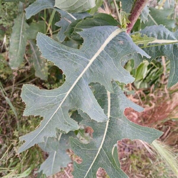 Lactuca serriola Ліст