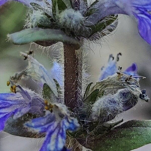 Ajuga reptans Casca