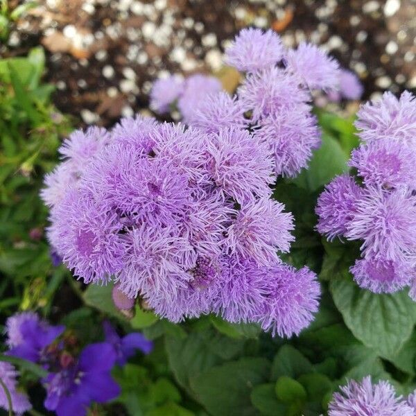 Ageratum houstonianum ফুল