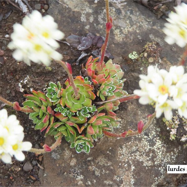 Saxifraga paniculata Lehti