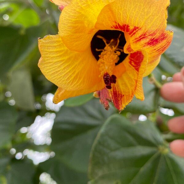 Hibiscus tiliaceus 花