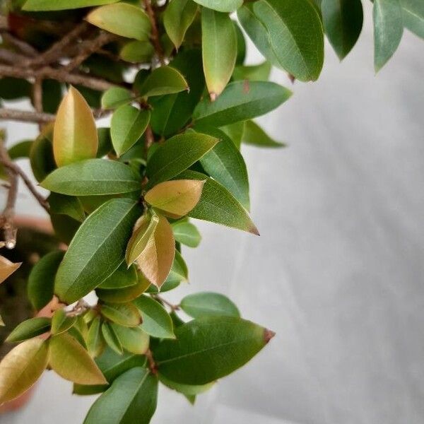 Myrtus communis Blad