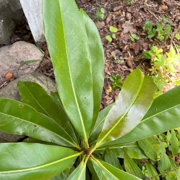 Magnolia virginiana 葉