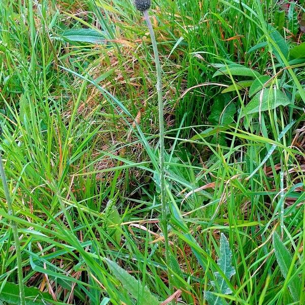 Cirsium dissectum Hábito