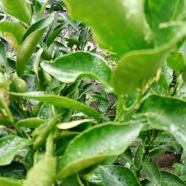 Fortunella japonica برگ