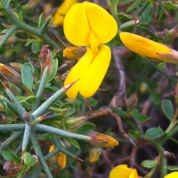 Genista salzmannii Flor