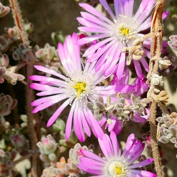 Drosanthemum hispidum ফুল