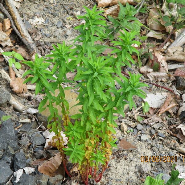 Euphorbia palustris Blodyn