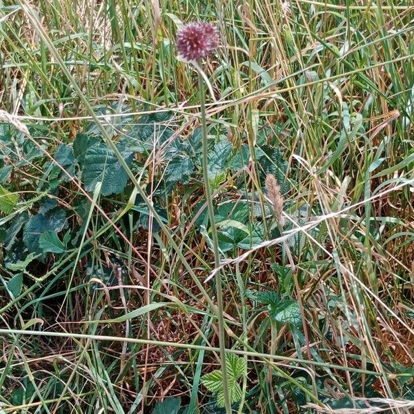 Allium vineale Habitus