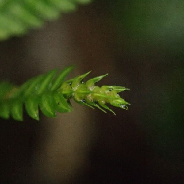 Selaginella vogelii Leaf