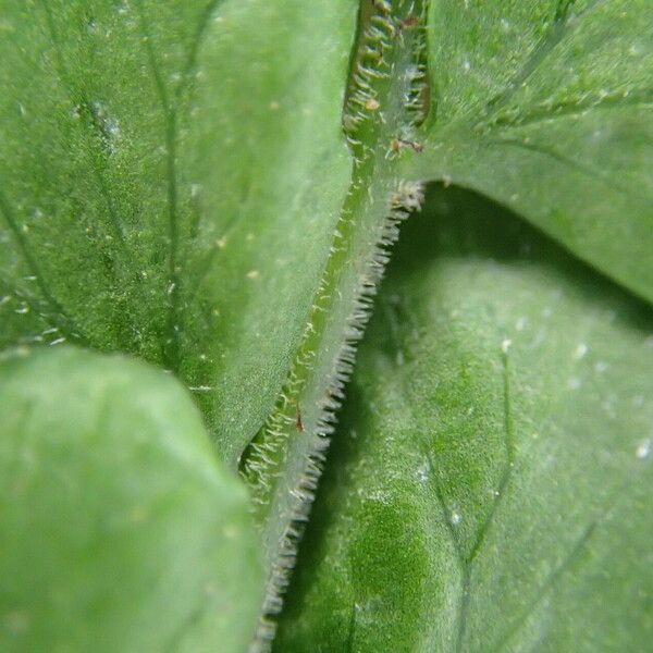 Arthropteris palisotii Blatt