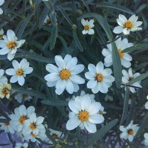 Melampodium leucanthum Flor