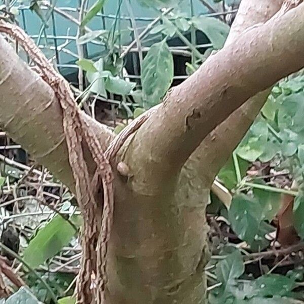 Ficus benghalensis Bark