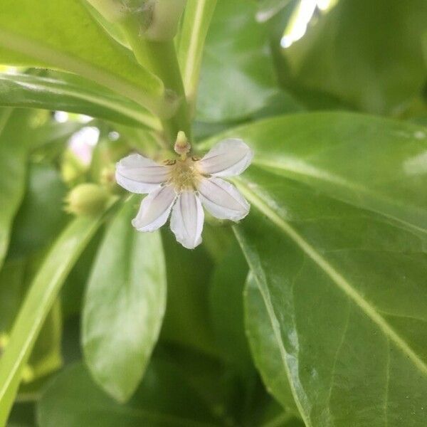 Scaevola taccada Blüte