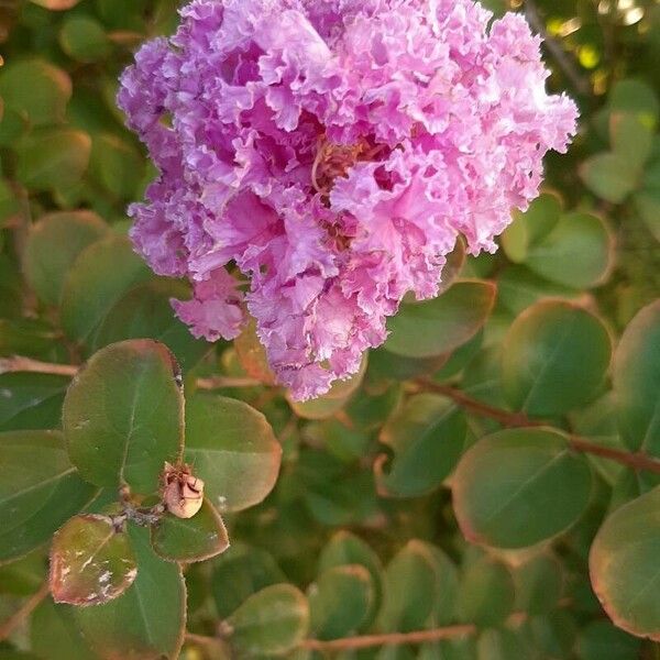 Lagerstroemia speciosa Cvet