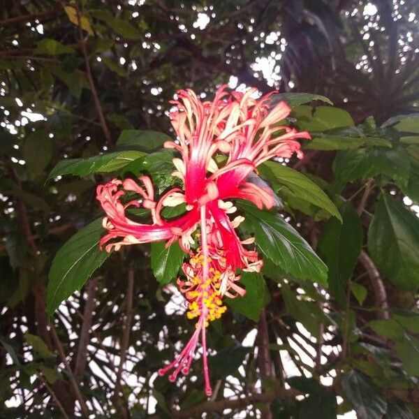 Hibiscus schizopetalus Blüte
