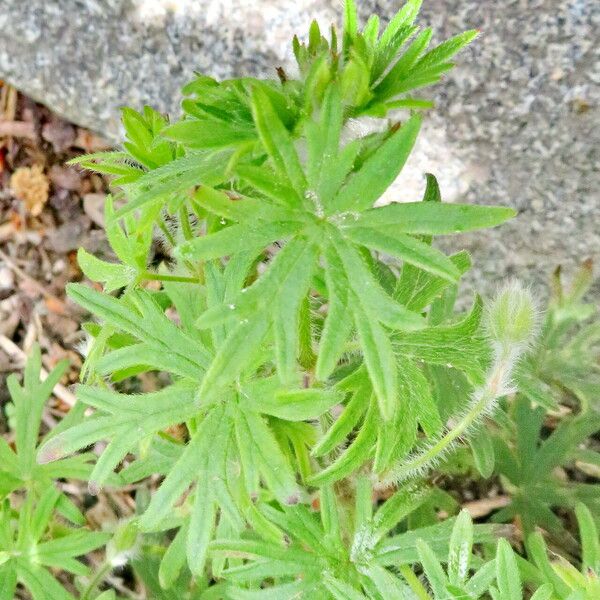 Geranium sanguineum برگ