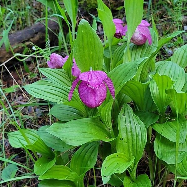 Cypripedium macranthos Flower