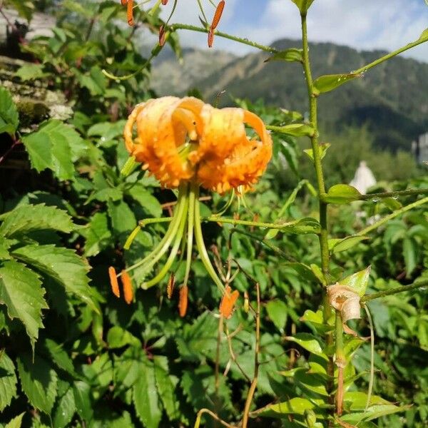 Lilium henryi Fiore