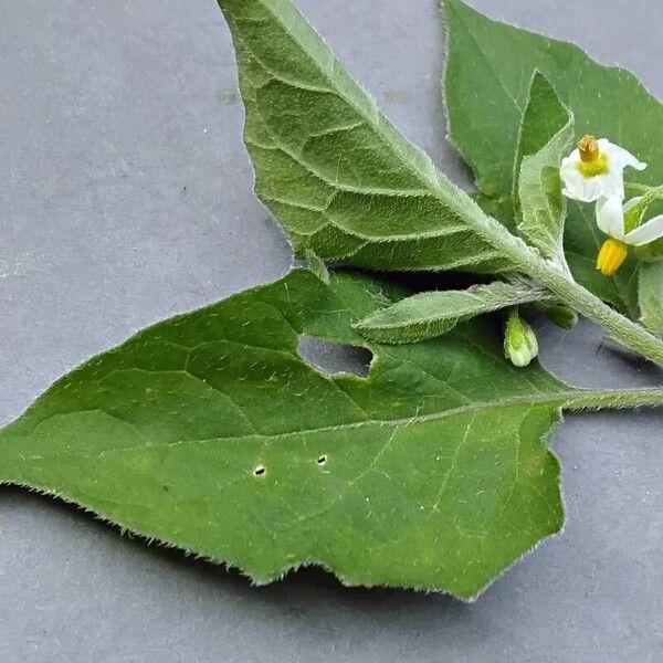 Solanum villosum Leaf