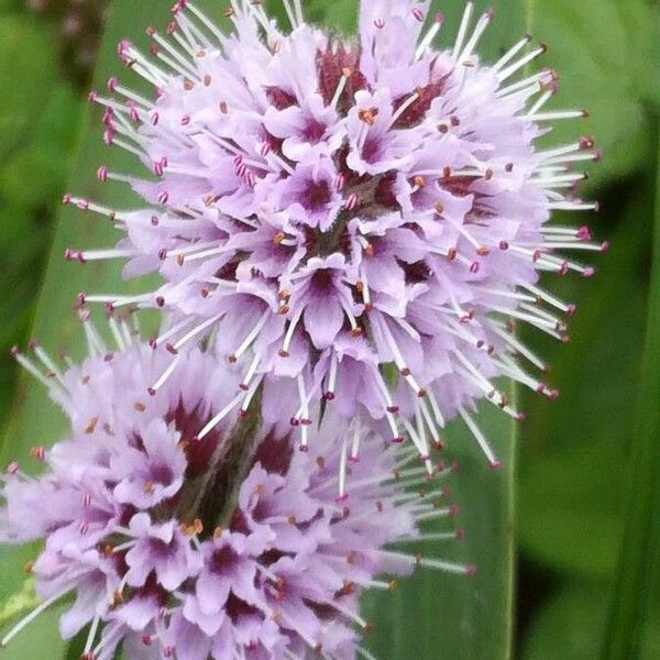 Mentha aquatica Cvet