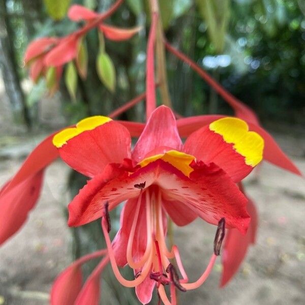 Amherstia nobilis Kukka