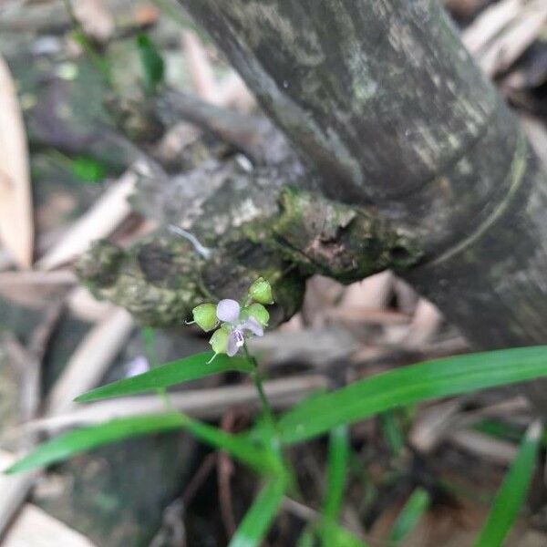 Murdannia nudiflora Фрукт