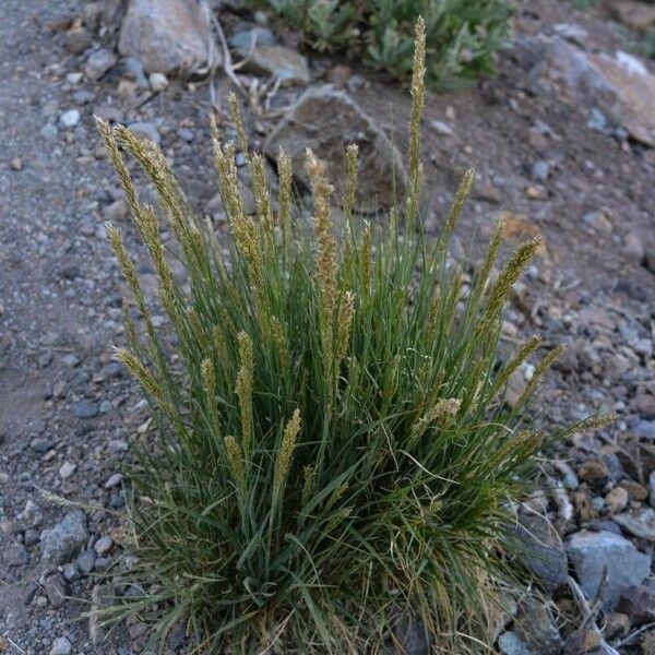 Melica canariensis পাতা