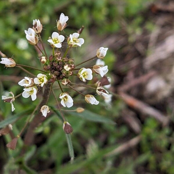 Capsella bursa-pastoris Flower