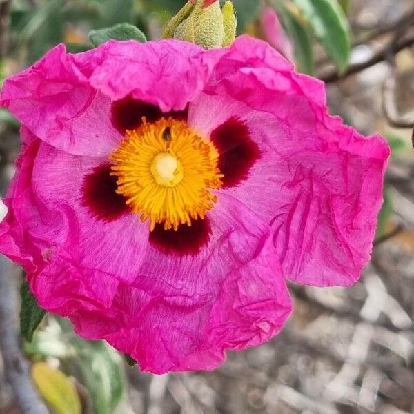 Cistus x purpureus Çiçek