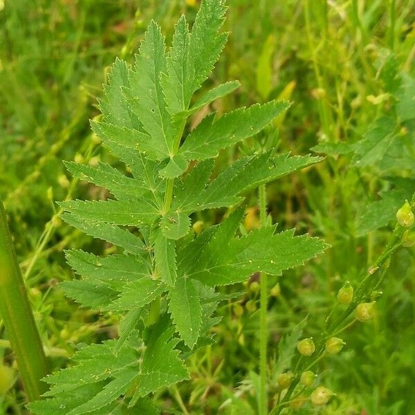 Pastinaca sativa Blad