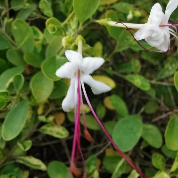 Volkameria inermis Flower