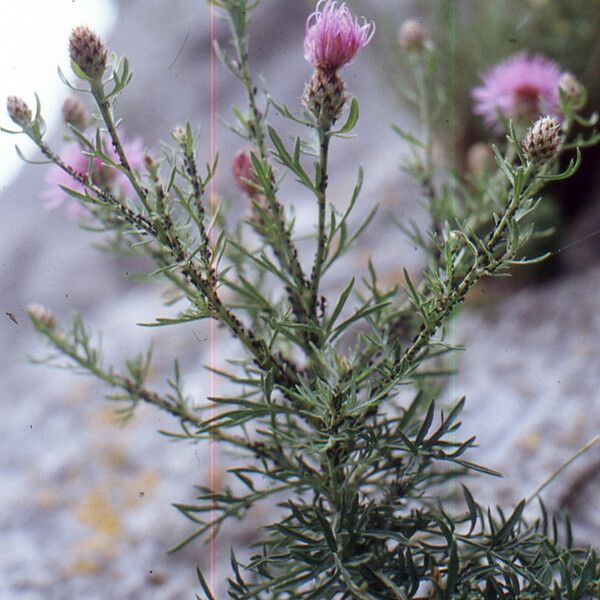 Centaurea corymbosa Hábito