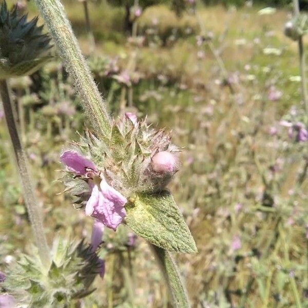 Stachys cretica Leaf