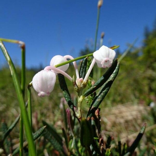 Andromeda polifolia Květ