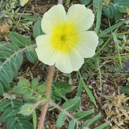 Tribulus zeyheri Cvet