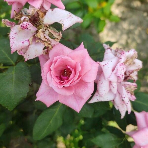 Rosa × damascena Blomma