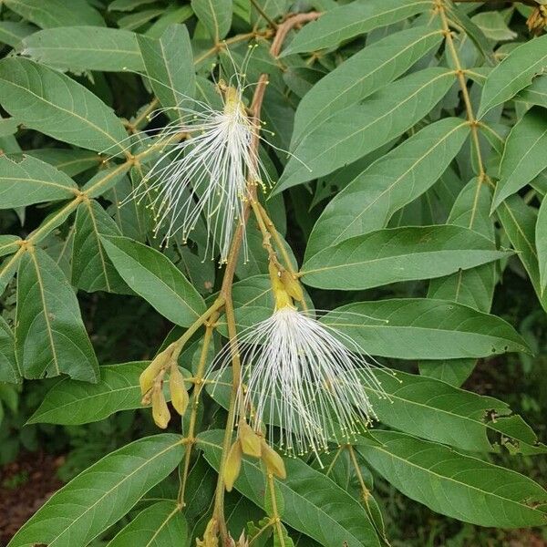 Inga vera Flower