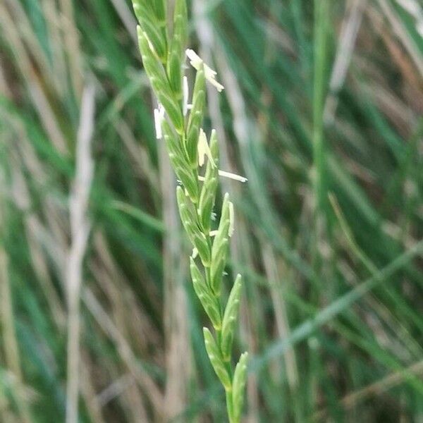 Elytrigia repens Квітка