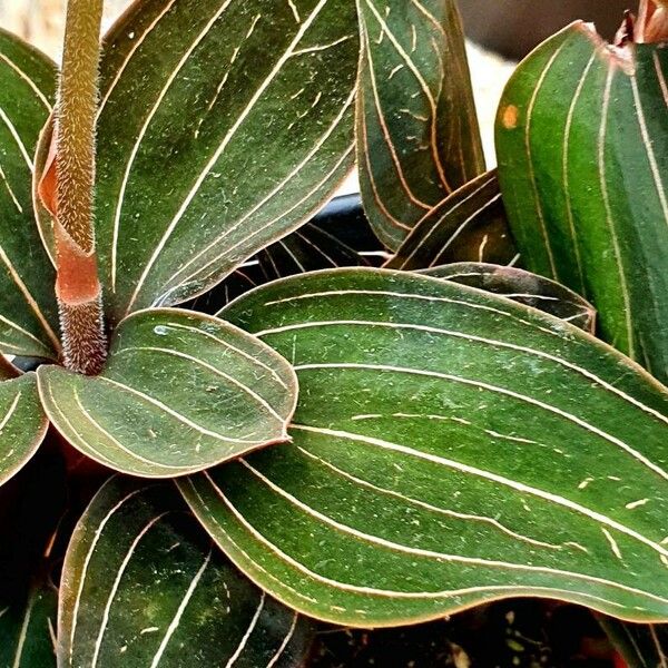 Ludisia discolor Leaf